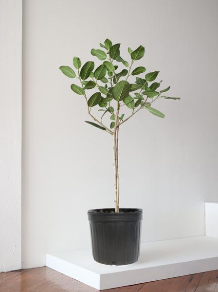 Ficus Audrey Tree