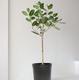 Ficus Audrey Tree