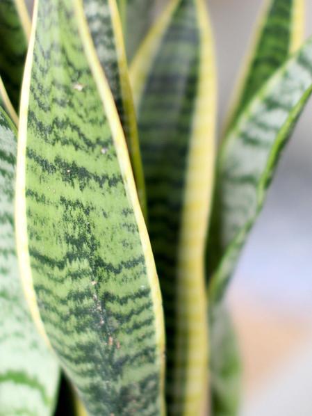 Snake Plant Leaves Turning Yellow