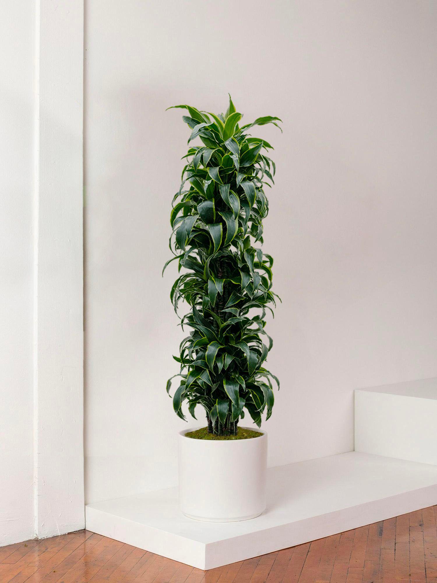 Dracaena Fragrans Dorado Extra Large (1m70) + Mid-Century Pot | Lon &  George