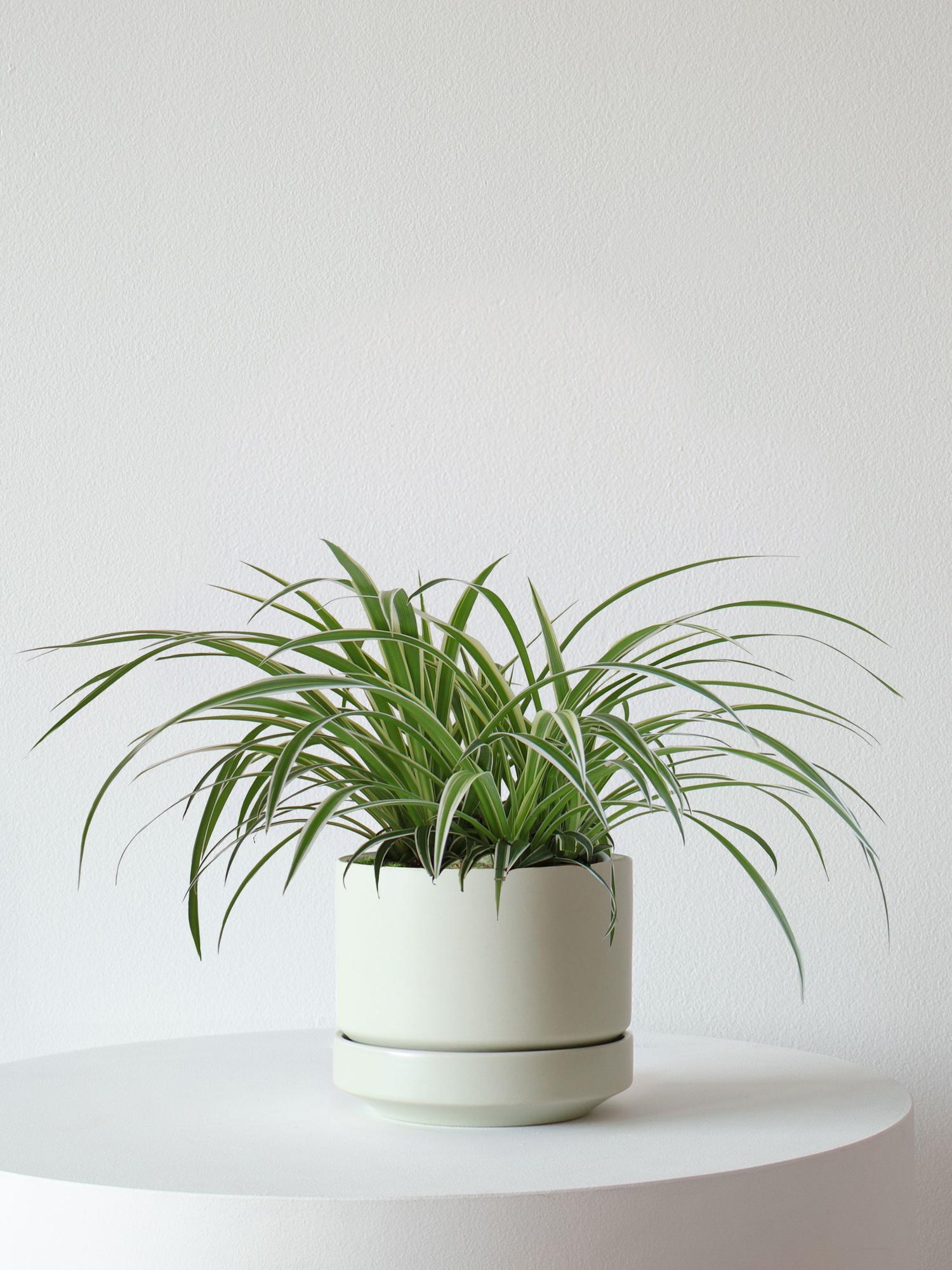 Spider Plant - Mint Scandinavian Ceramic 