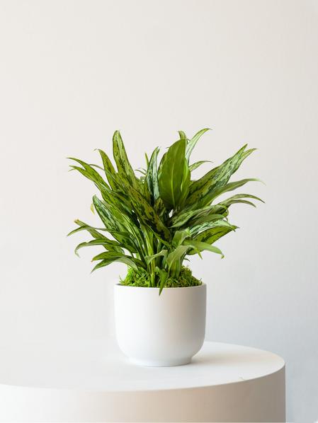 Tiger Evergreen