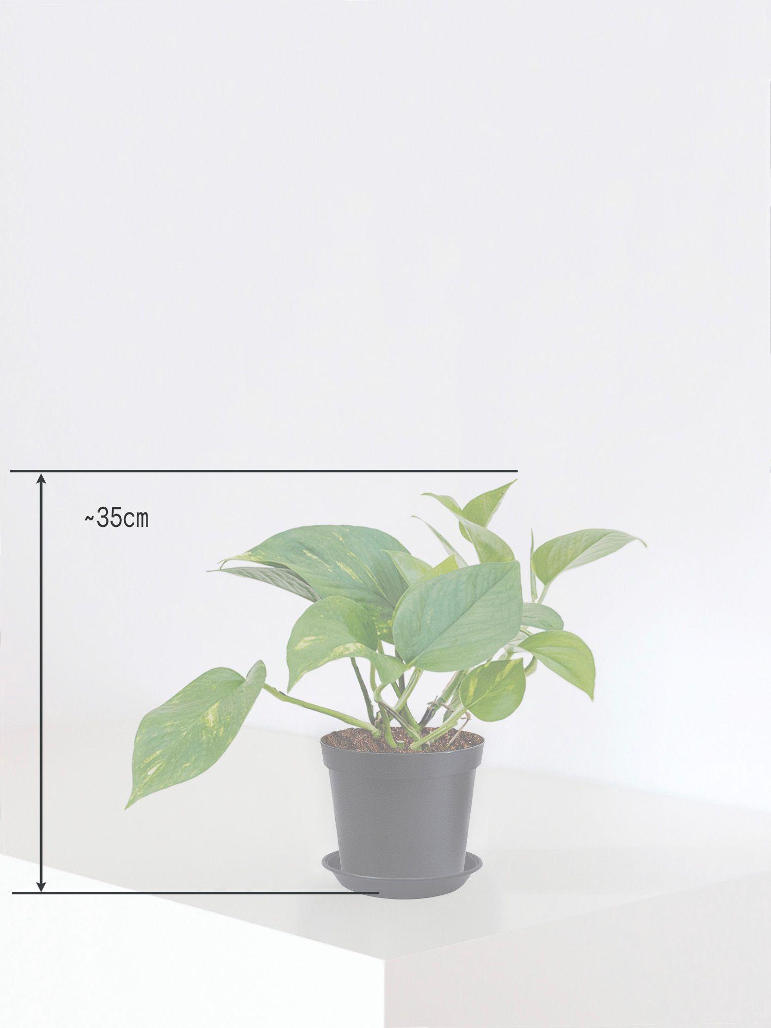 Pothos Cascade
