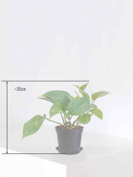 Pothos Cascade