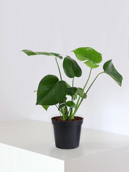 Monstera Deliciosa