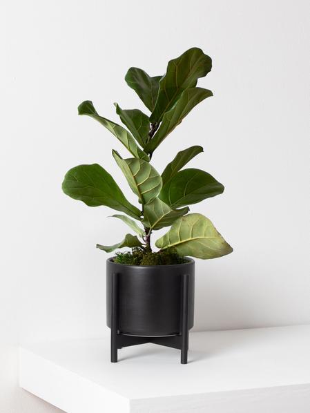 Fiddle Leaf Fig Plant