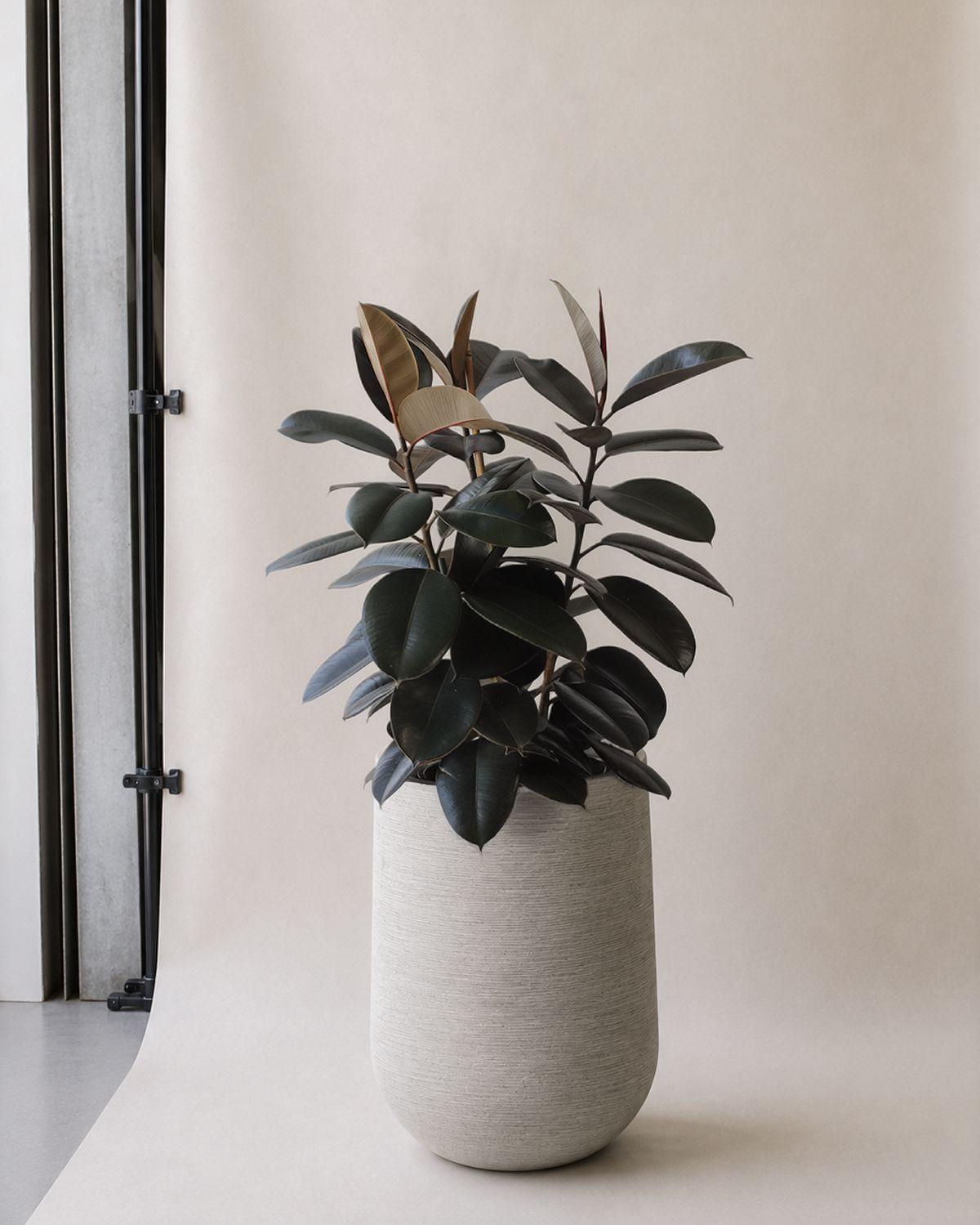 Rubber Tree