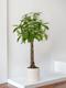 Braided Money Tree