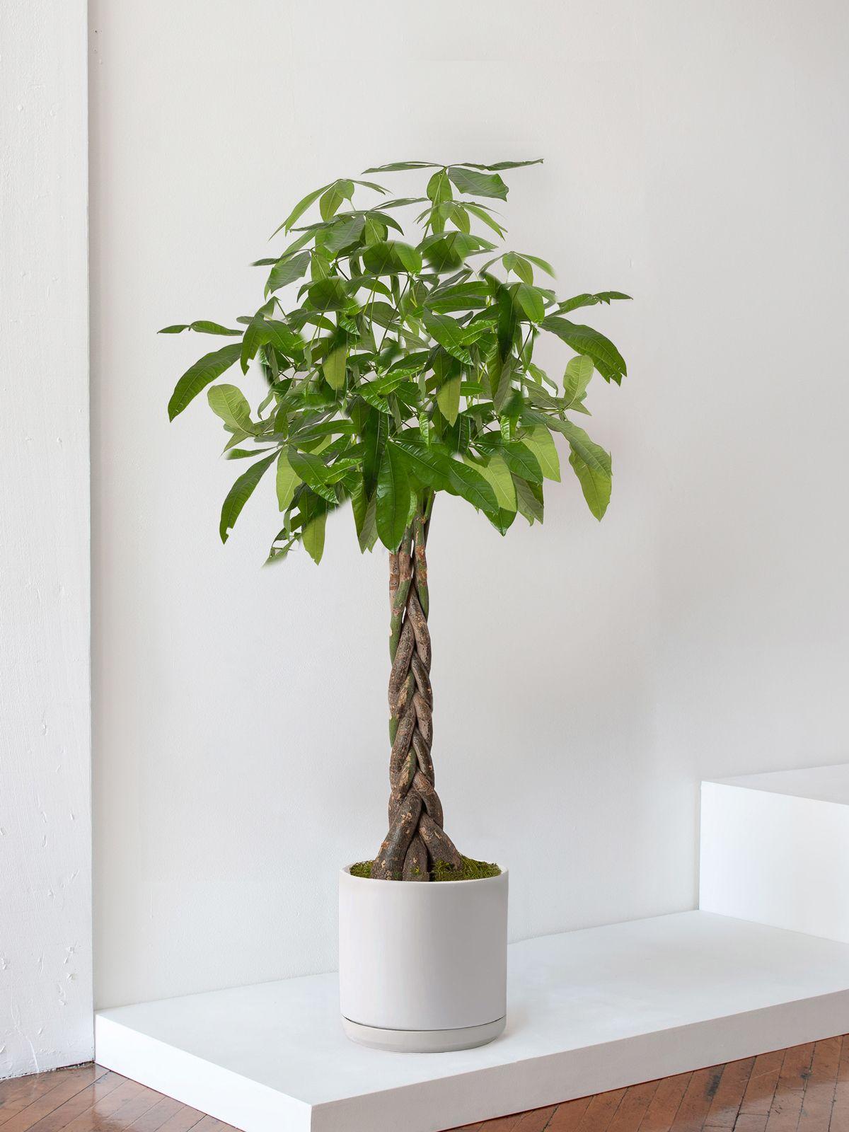 Braided Money Tree