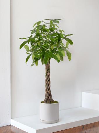 indoor plants picture