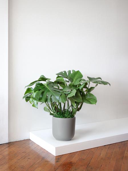 Monstera Deliciosa