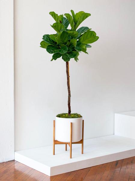 Ficus Lyrata Canopée