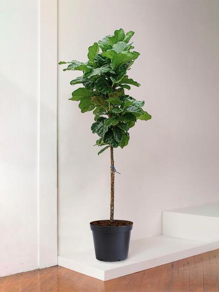Giant Fiddle Leaf Fig Tree