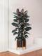 Rubber Tree Abidjan