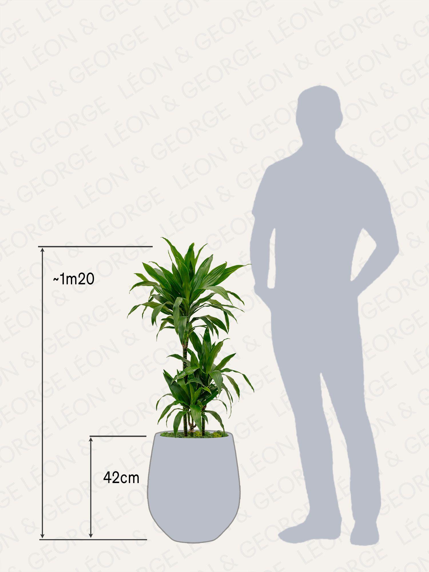 Dracaena Fragrans Janet