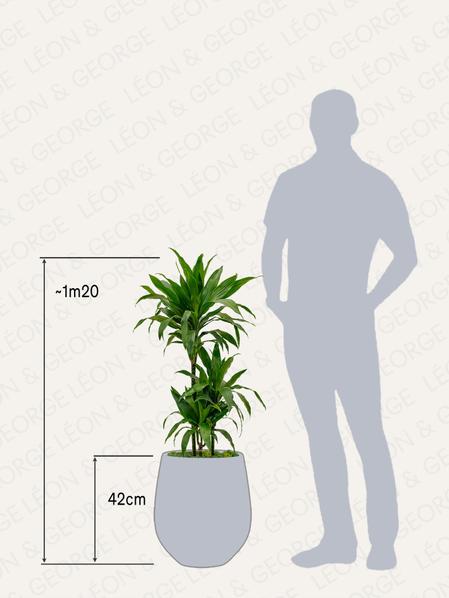 Dracaena Fragrans Janet