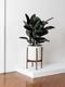 Rubber Tree