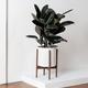 Rubber Tree