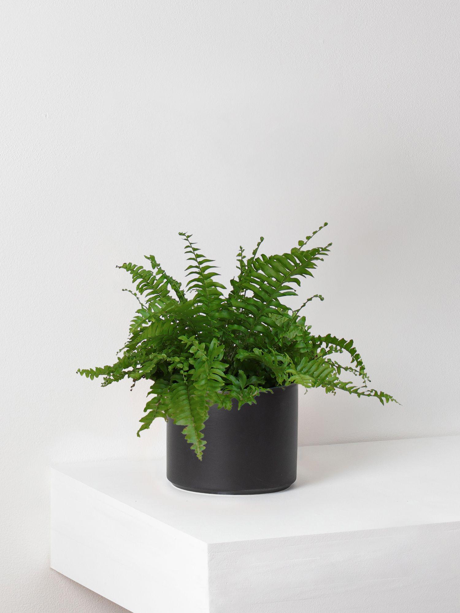 Boston Fern
