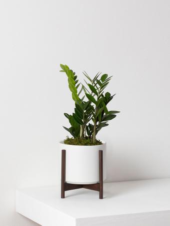 indoor plants picture