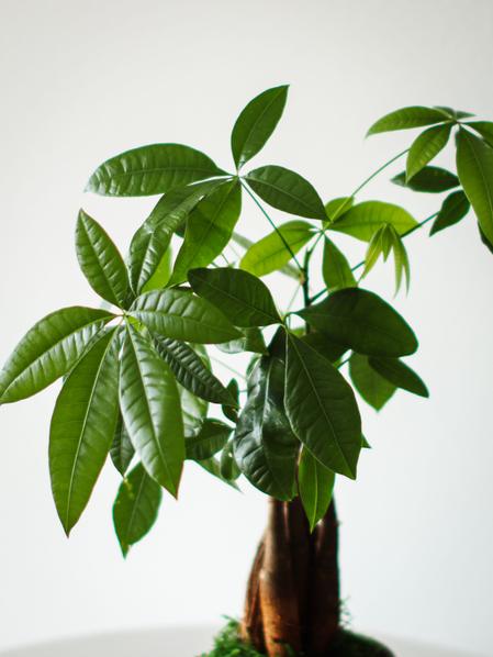 Braided Money Tree