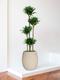 Dracaena Fragrans Compacta