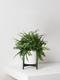 Boston Fern
