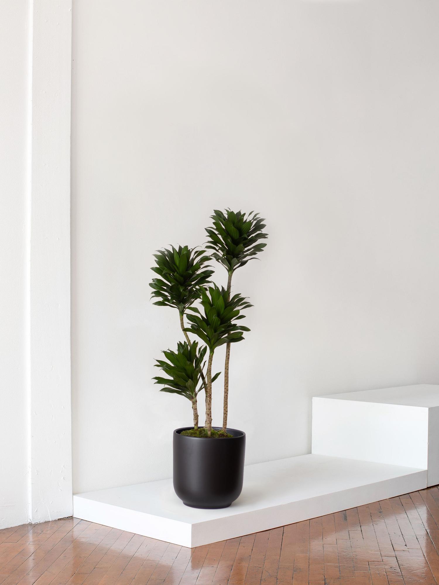 Dracaena Compacta - Black Ceramic