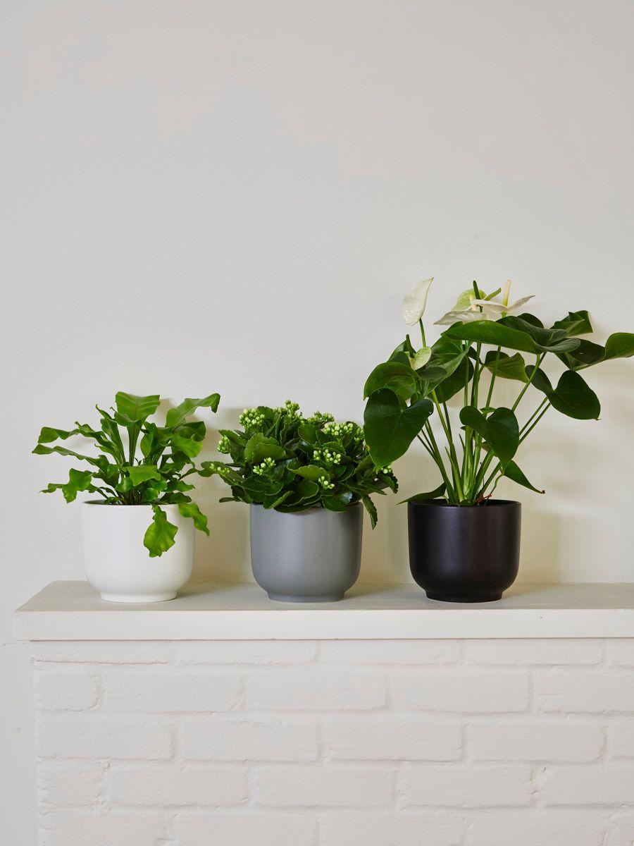 Bird's Nest Fern - Nouvelle - Medium