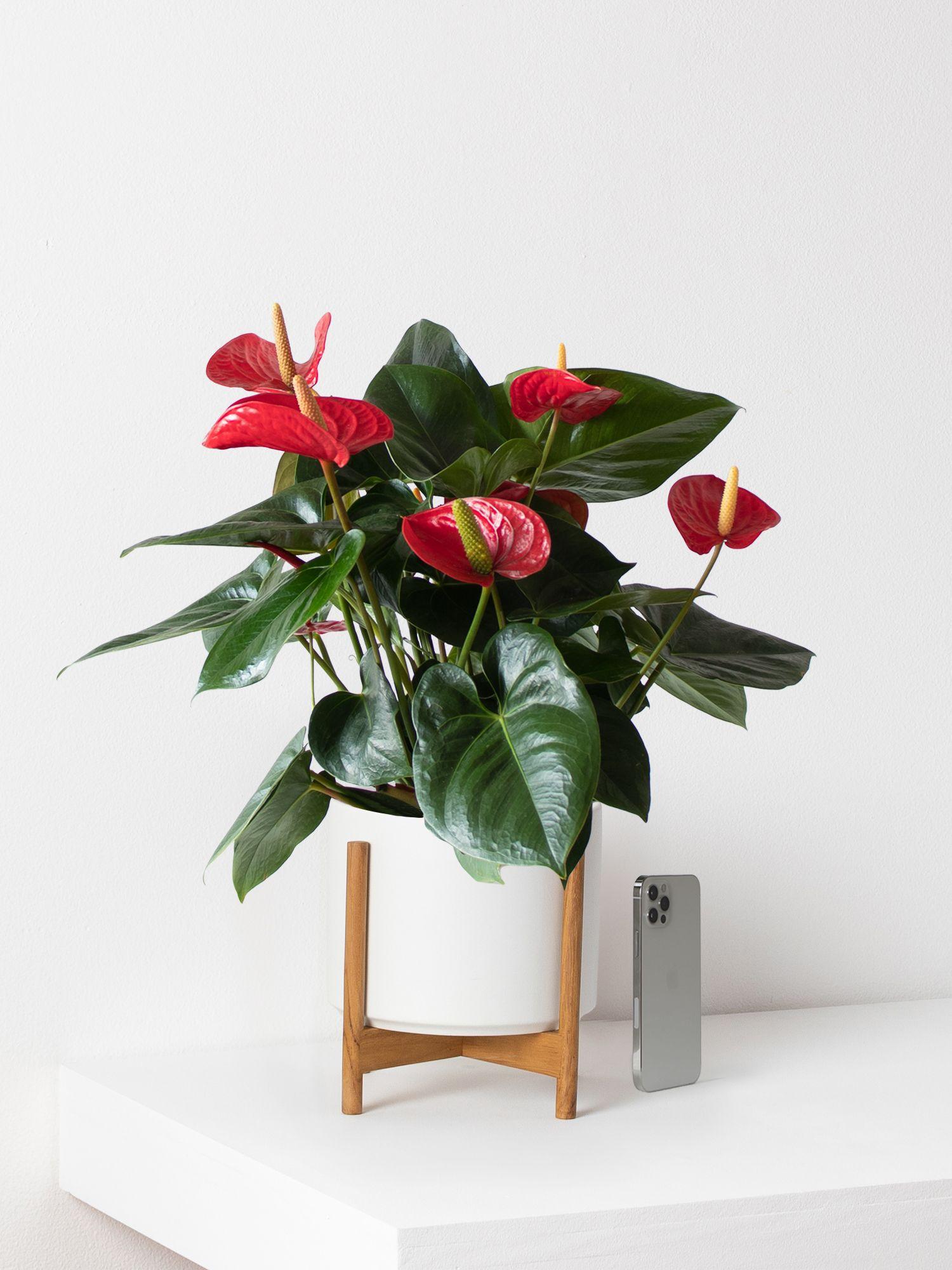 King of Hearts Anthurium
