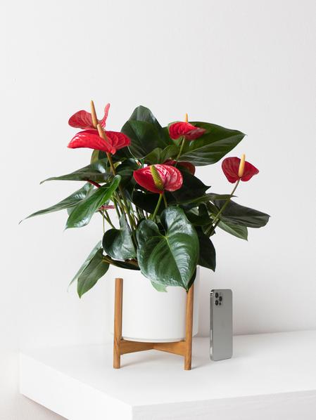 King of Hearts Anthurium