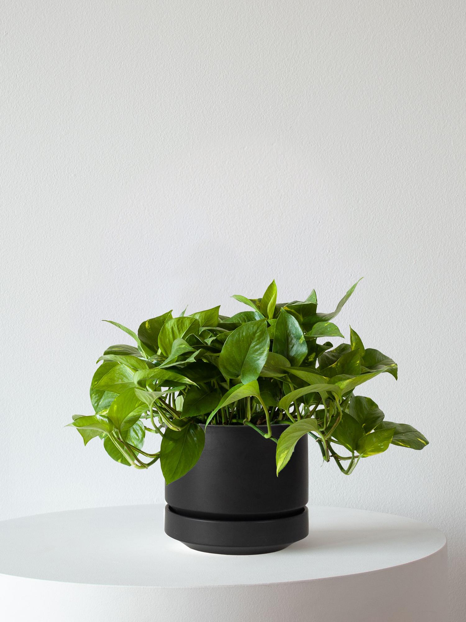 japanese pothos Global Japanese Pothos 3 in Pot Rare Variegated Pothos