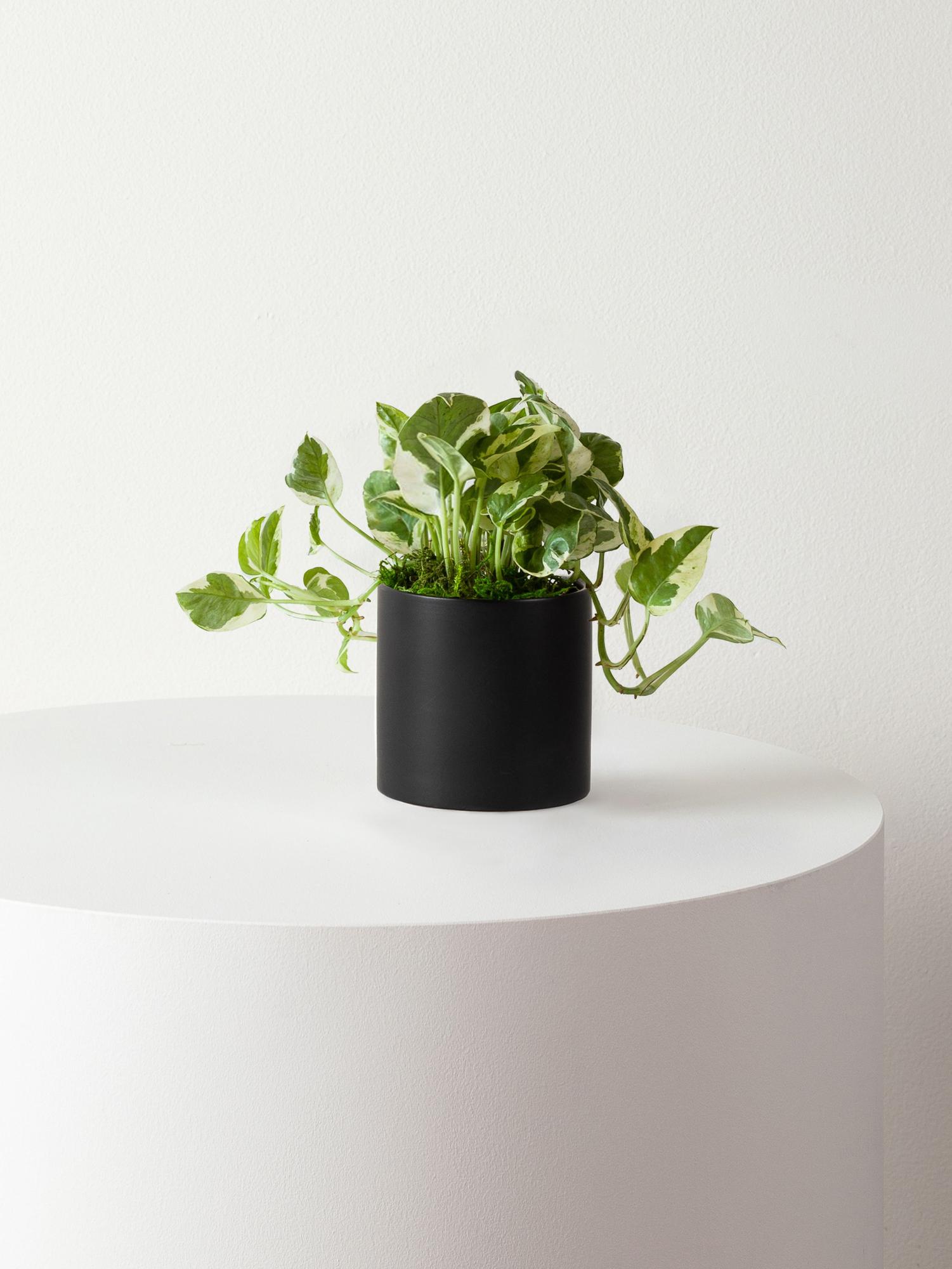 N'joy Pothos