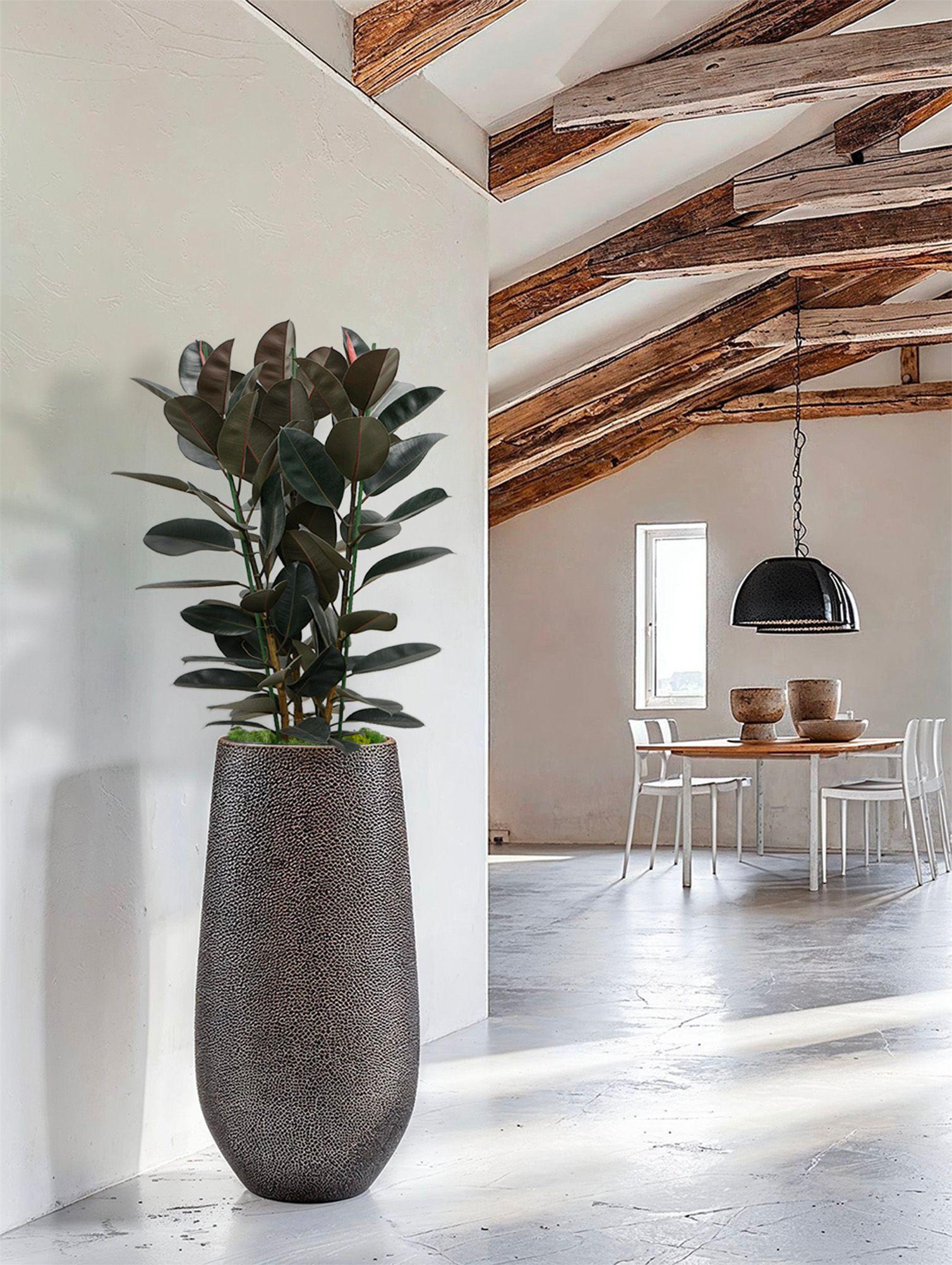 Ficus Elastica Abidjan