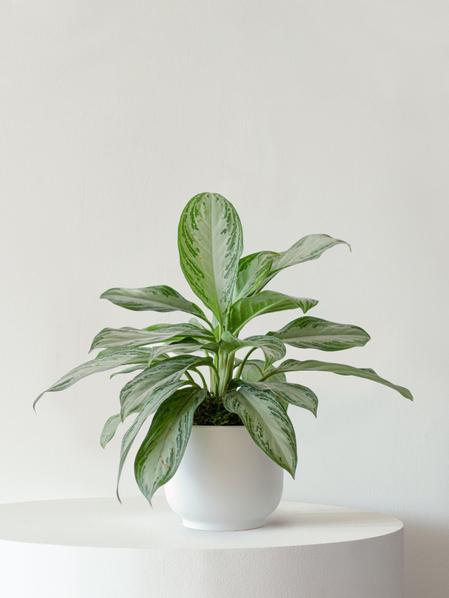 Silver Evergreen