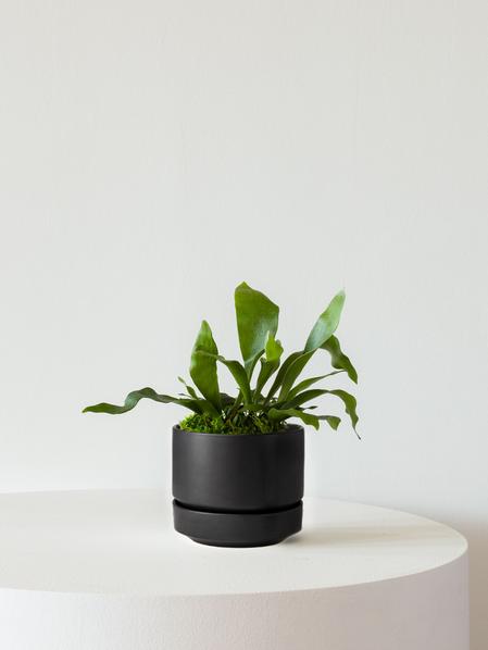 Staghorn Fern