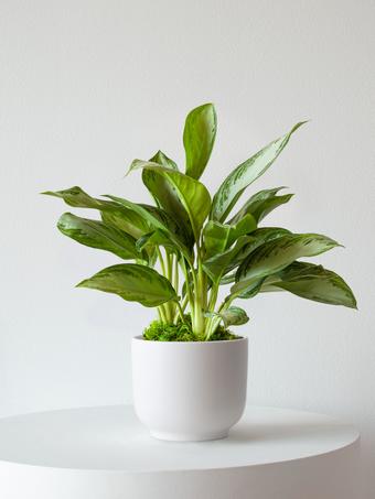 indoor plants picture