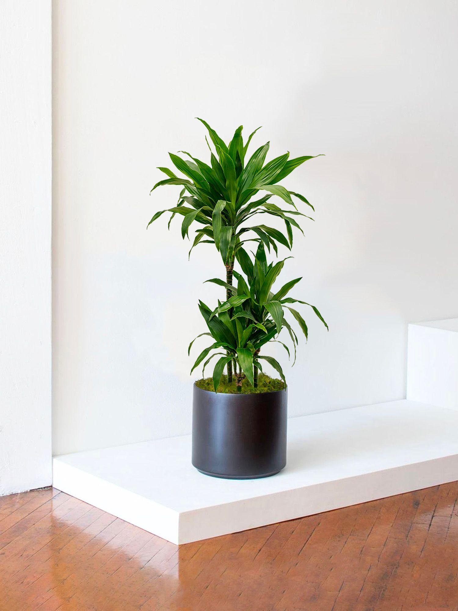 Dracaena Fragrans Janet