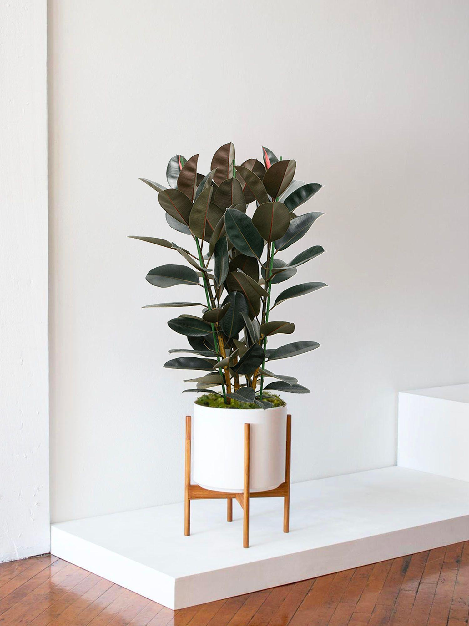 Vous cherchez des plantes qui s'épanouiront facilement dans des espaces ombragés ? Notre sélection de plantes d’intérieur pour lumière moyenne présente un éventail de choix. De resplendissants Monsteras Déliciosa, des Pachira Aquatica luxuriants, d'élégants Calathea et bien plus encore. Il s'agit de plantes d'intérieur parfaites pour votre maison, votre espace de travail ou comme cadeau. Toutes nos plantes sont garanties 30 jours et offre l’accès illimité à notre service Docteur Plante afin de prendre soin de vos plantes en toute quiétude.