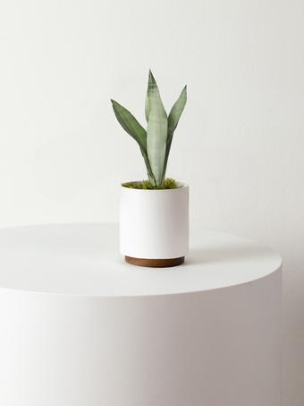 indoor plants picture