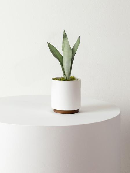 Moonshine Snake Plant