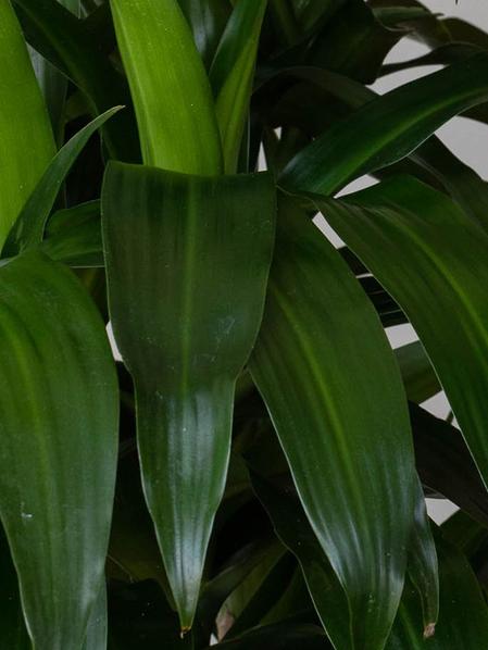 Dracaena Lisa