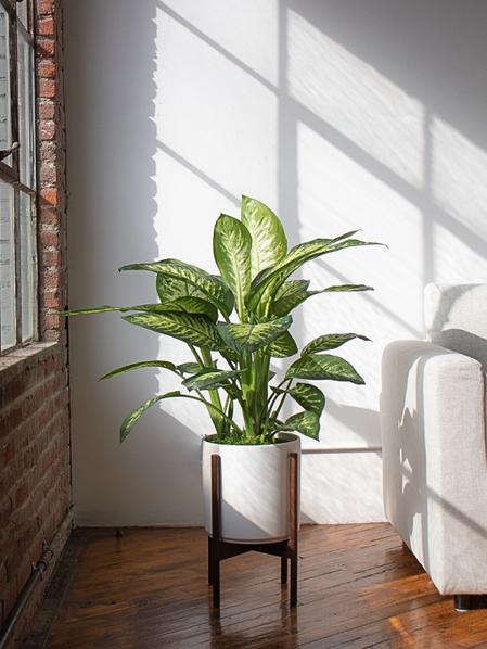 Dieffenbachia