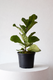 Fiddle Leaf Fig