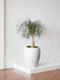 Ponytail Palm