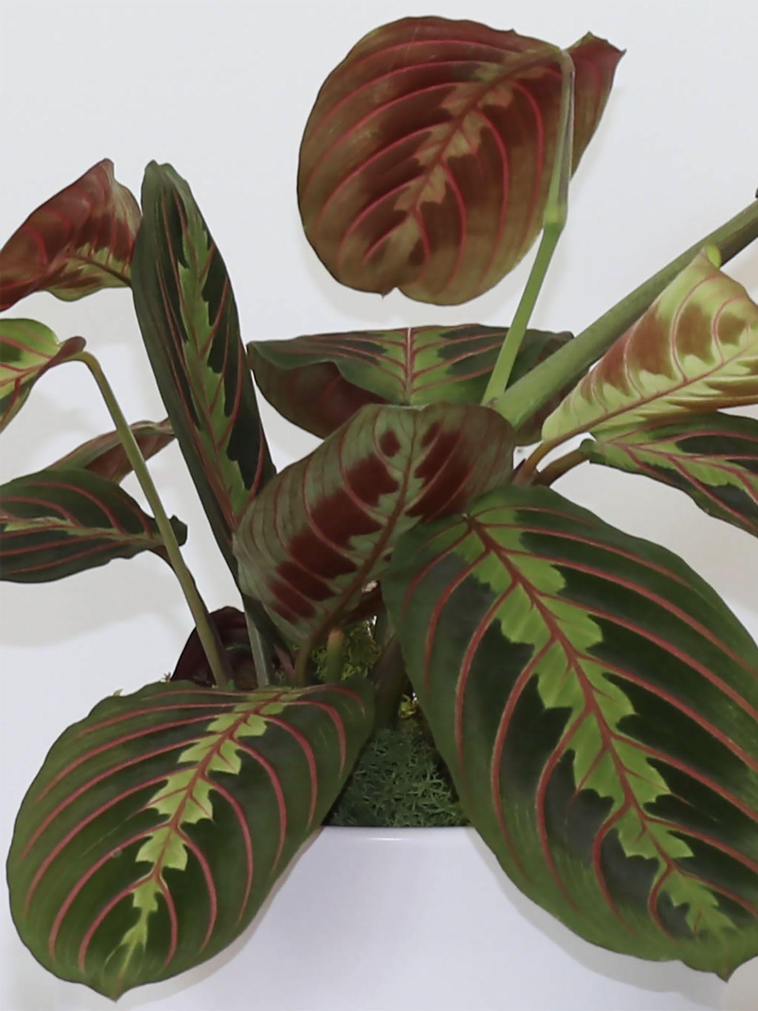 Marante - Mid-Century