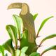 Plant Animal - Toucan