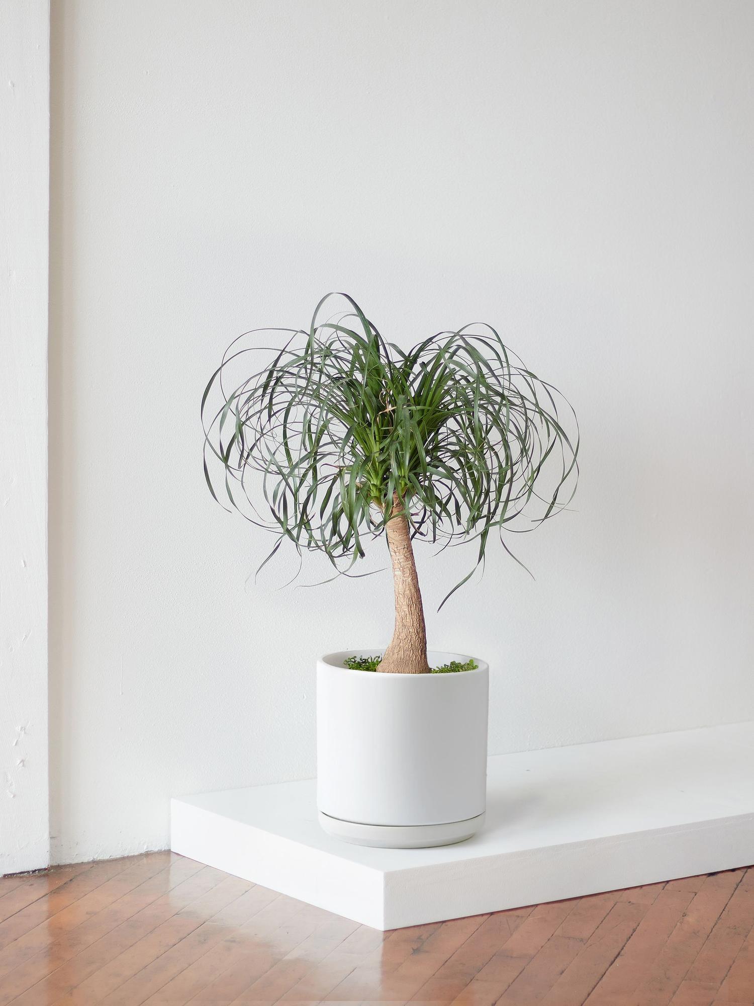 Ponytail Palm - Nouvelle Ceramic