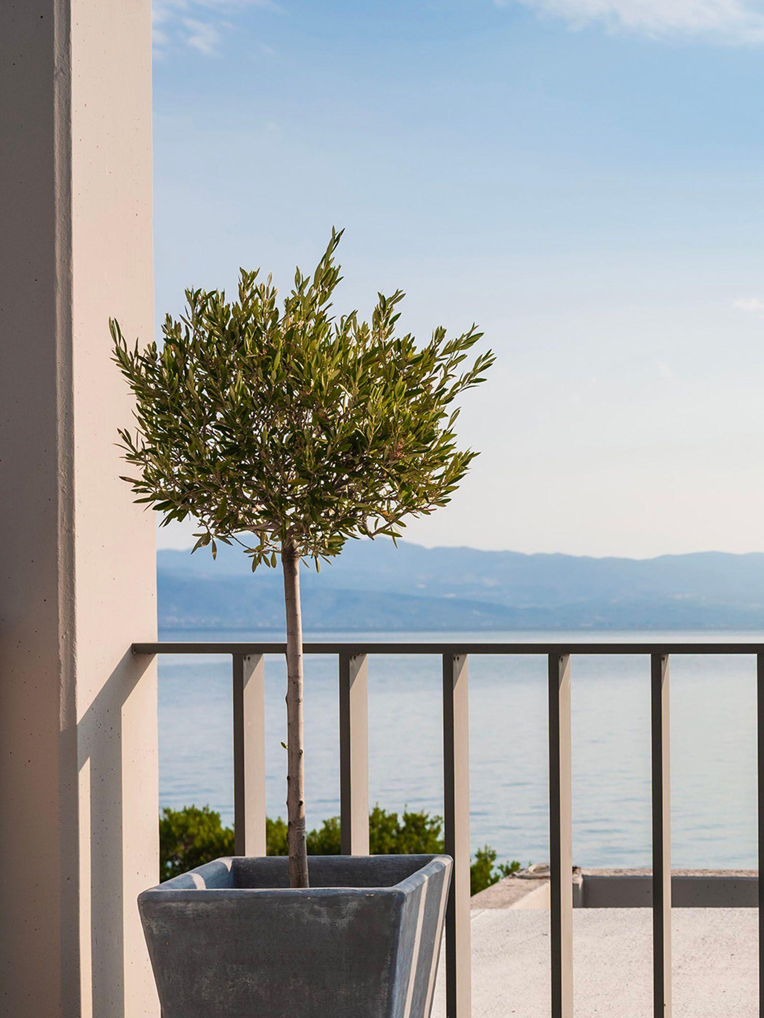 Imaginez une terrasse verdoyante, pleine de charme et d’exotisme, qui invite vos invités à se détendre et à se sentir chez eux.
Découvrez notre collection spéciale balcons et terrasses, composée par nos experts, est spécialement conçue pour embellir votre extérieur.