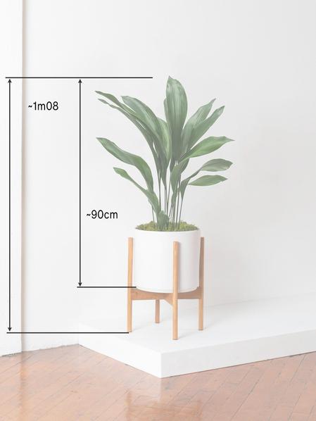 Aspidistra Elatior